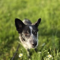 Unser Herzensbube Cookie sucht seine Menschen, Hund zur Adoption
