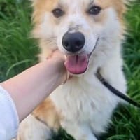 BENJI  wünscht sich ein Zuhause, Hund zur Adoption