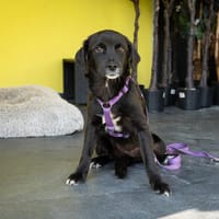 Unser kleiner Sonnenschein Aika, Hündin zur Adoption