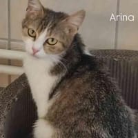 Arina, Katze zur Adoption