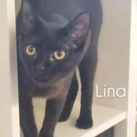 Lina, Katze zur Adoption