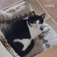 Livius anhänglich, Kater zur Adoption
