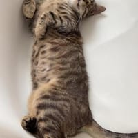 Neugieriger Kater Woody, Kater zur Adoption