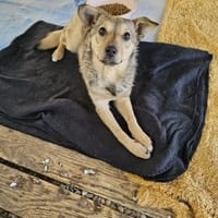 Holly ist bereit für ihr neues Leben, Hündin zur Adoption