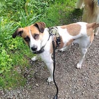 Unsere hübsche Bella sucht ein Zuhause, Hündin zur Adoption