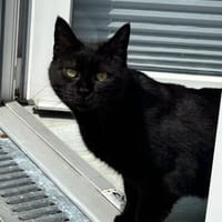 Gina sucht liebevolle Dosenöffner, Katze zur Adoption