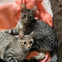 Dina u. Daisy suchen ein liebevolles Zuhause, Katze zur Adoption