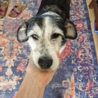 Fröhlicher und menschenbezogener STEVIE sucht!, Hund zur Adoption