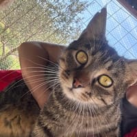 Schmusekater Tiger sucht passende Dosenöffner, Kater zur Adoption