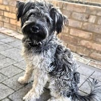 Coco (ehem. Joy): fröhliche Junghündin sucht aktive Menschen, Hündin zur Adoption