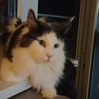 Traumhafte Fraya sucht Traumzuhause, Katze zur Adoption