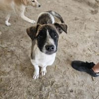 Nila, Hündin zur Adoption