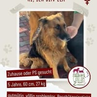 Schäferhündin-Ela sucht ihr neues Zuhaus, Hündin zur Adoption