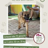 Lucky sucht ein Zuhause, Hund zur Adoption