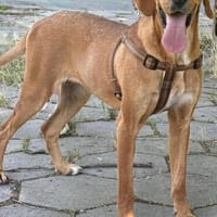 Familien Hund Zara sucht ein Körbchen, Hündin zur Adoption