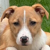 HEINER-hübscher,freundlicher Welpen-Rüde, Hund zur Adoption