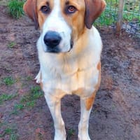 Moisès. Gnadenadoption, Hund zur Adoption