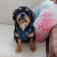 Frodo -vorvermittelt-, Hund zur Adoption