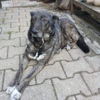 Lola 48 cm (Pflegestelle), Hündin zur Adoption