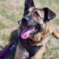 Marley sucht ein aktives Zuhause, Hund zur Adoption