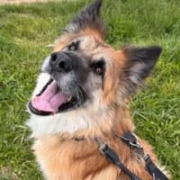 Imposanter Koda sucht Zuhause, Hund zur Adoption