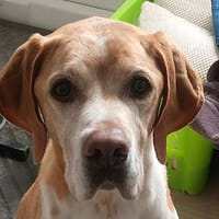 BEAU-menschenbezogener,freundlicher Rüde, Hund zur Adoption