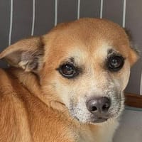 OSKAR-süßer, liebenswerter, kleiner Rüde, Hund zur Adoption