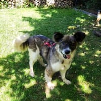 Rosita sucht ein ruhiges Zuhause..., Hündin zur Adoption