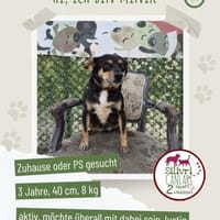 Minik such ein Zuhause, Hund zur Adoption