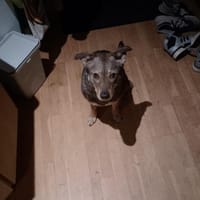Vermittlungshilfe - Branka, Hündin zur Adoption