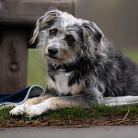 Murphy - Neugieriger Entdecker, Hund zur Adoption