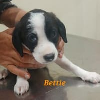 Zuckersüße Bettie, Hündin zur Adoption