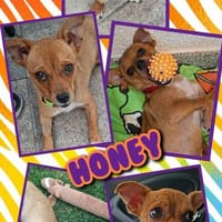 sehr liebe kleine Honey auf PS in 91286, Hündin zur Adoption