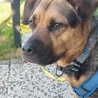 Persil - lieb, ruhig & verschmust, Hund zur Adoption