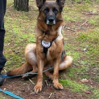 Mila sucht ihre Menschen, Hündin zur Adoption