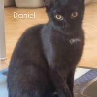 Daniel verschmust, Kater zur Adoption