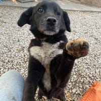 BOBBY ca. 11 J. sucht Gnadenbrotplatz, Hund zur Adoption