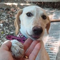 Kiki -zur Pflege in 27798 Hude-, Hündin zur Adoption