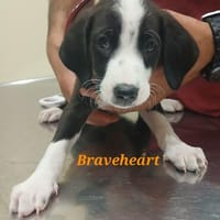 Braveheart - einfach toll, Hund zur Adoption