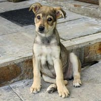 Welpe Finn sucht Körbchen, Hund zur Adoption