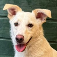 BLANCO-aktiver,sportlicher Rüde, Hund zur Adoption