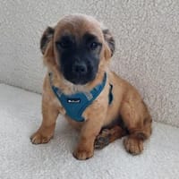 Bilbo -vorvermittelt-, Hund zur Adoption