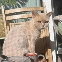 Ilya sucht ein liebevolles Zuhause, Kater zur Adoption