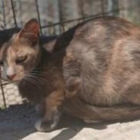 Lola sucht ihr Zuhause, Katze zur Adoption