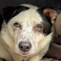 KOBOLD  hübscher, anhänglicher Rüde 45cm, Hund zur Adoption