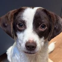 KHALANI-süße, freundliche Jung-Hündin, Hündin zur Adoption