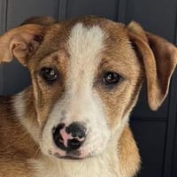 HANJO-hübscher,freundlicher Welpen-Rüde, Hund zur Adoption
