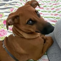 Hübscher Nino, Hund zur Adoption