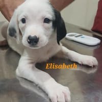 Bezaubernde Elizabeth, Hündin zur Adoption