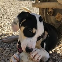 Lian möchte mit dir das Hunde 1x1 lernen, Hund zur Adoption